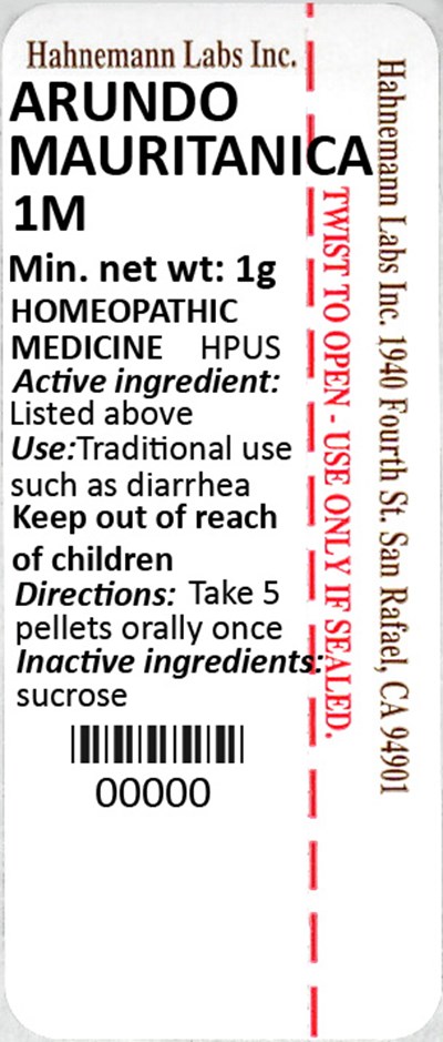 Arundo Mauritanica 1M 1g.jpg Arundo Mauritanica 1M 1g - Arundo Mauritanica 1M 1g
